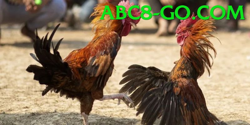 Trường Đấu Đá Gà Chuyên Nghiệp - Game mobile